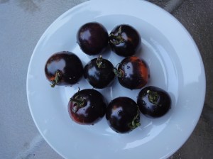 dark tomatoes