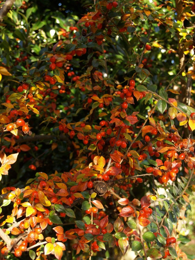 From a garden in Kits