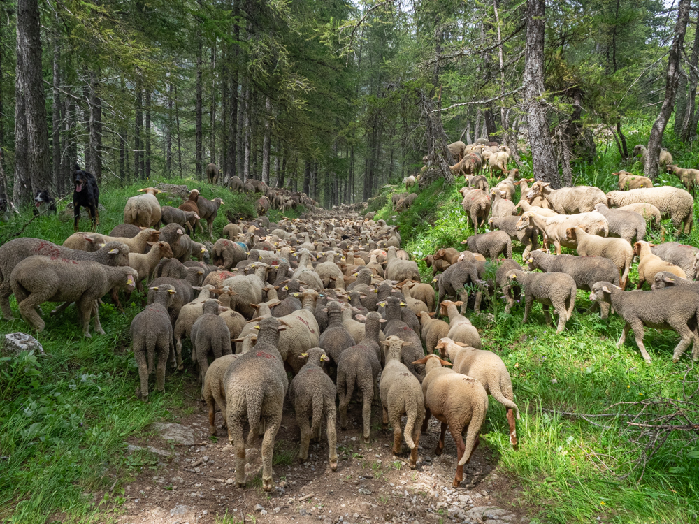 Transhumance