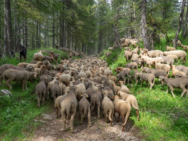 Transhumance